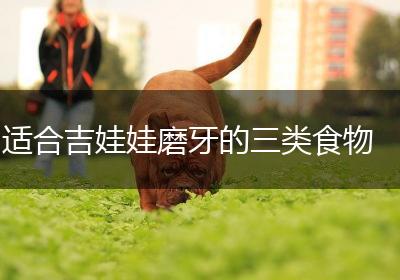 适合吉娃娃磨牙的三类食物