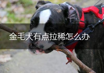金毛犬有点拉稀怎么办