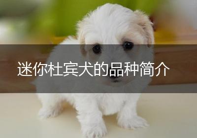 迷你杜宾犬的品种简介