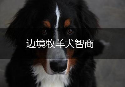 边境牧羊犬智商
