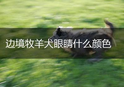 边境牧羊犬眼睛什么颜色