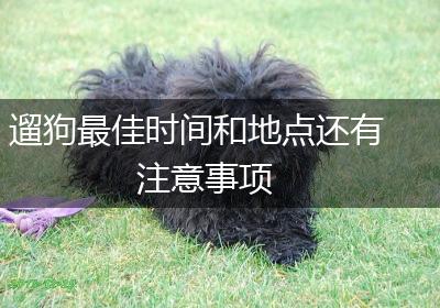 遛狗最佳时间和地点还有注意事项