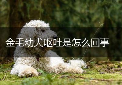 金毛幼犬呕吐是怎么回事