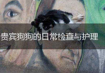 贵宾狗狗的日常检查与护理