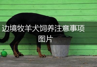 边境牧羊犬饲养注意事项图片