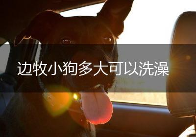 边牧小狗多大可以洗澡