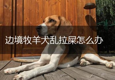 边境牧羊犬乱拉屎怎么办