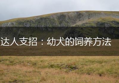 达人支招：幼犬的饲养方法
