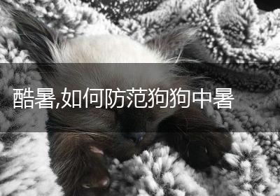 酷暑,如何防范狗狗中暑