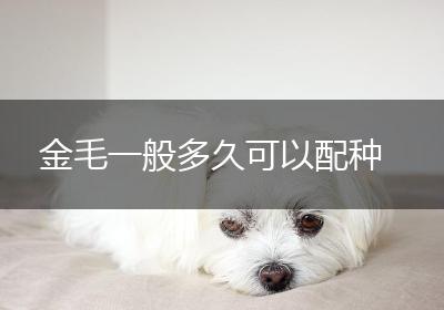 金毛一般多久可以配种