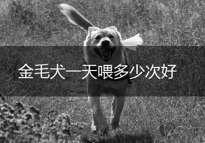 金毛犬一天喂多少次好
