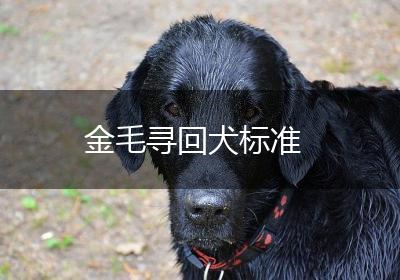 金毛寻回犬标准