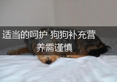 适当的呵护 狗狗补充营养需谨慎