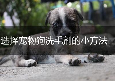 选择宠物狗洗毛剂的小方法