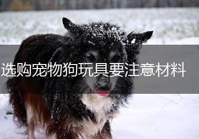 选购宠物狗玩具要注意材料