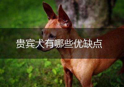 贵宾犬有哪些优缺点