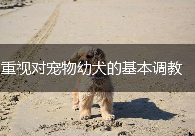 重视对宠物幼犬的基本调教