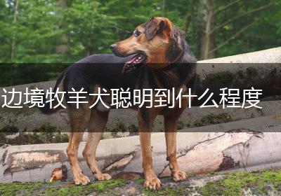 边境牧羊犬聪明到什么程度