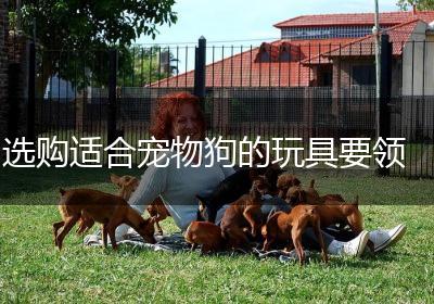 选购适合宠物狗的玩具要领