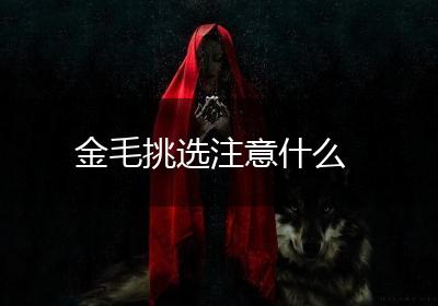 金毛挑选注意什么