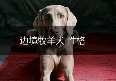 边境牧羊犬 性格
