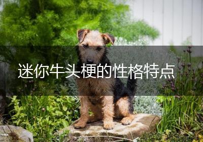 迷你牛头梗的性格特点