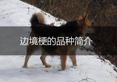 边境梗的品种简介