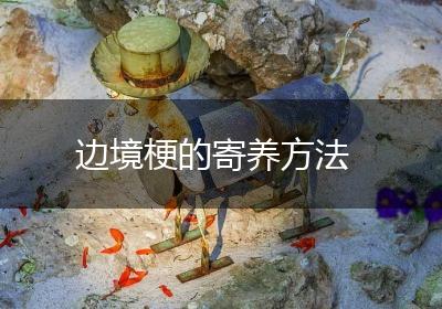 边境梗的寄养方法