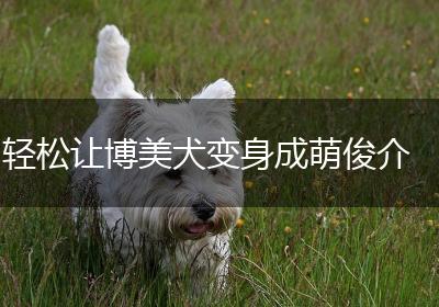 轻松让博美犬变身成萌俊介