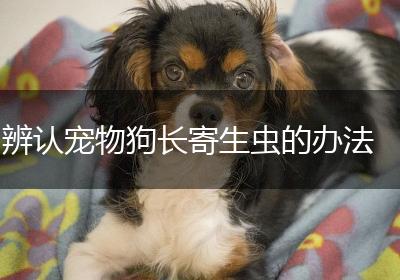 辨认宠物狗长寄生虫的办法