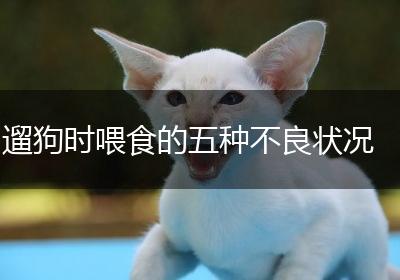 遛狗时喂食的五种不良状况