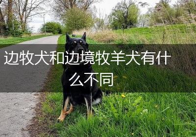 边牧犬和边境牧羊犬有什么不同