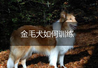 金毛犬如何训练