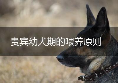 贵宾幼犬期的喂养原则