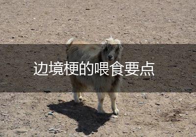 边境梗的喂食要点