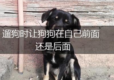 遛狗时让狗狗在自己前面还是后面