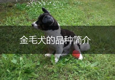 金毛犬的品种简介