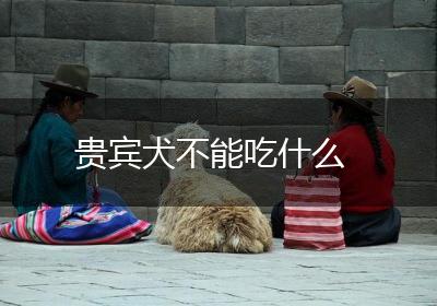 贵宾犬不能吃什么