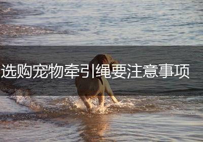 选购宠物牵引绳要注意事项