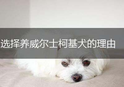 选择养威尔士柯基犬的理由