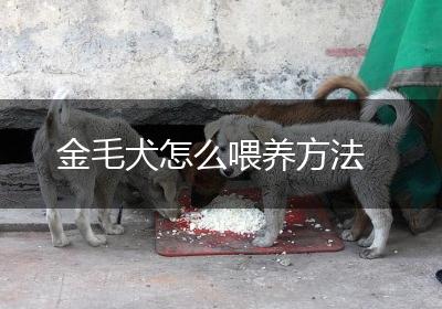 金毛犬怎么喂养方法