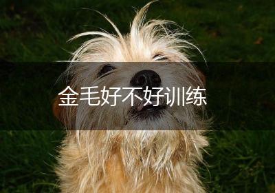 金毛好不好训练