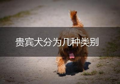 贵宾犬分为几种类别