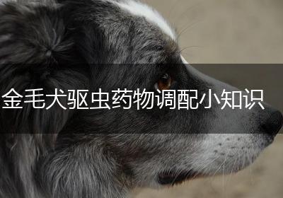 金毛犬驱虫药物调配小知识