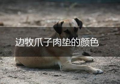 边牧爪子肉垫的颜色