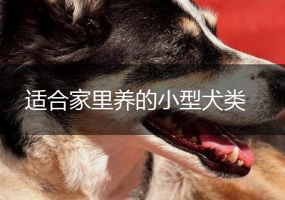 适合家里养的小型犬类