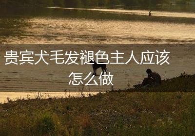贵宾犬毛发褪色主人应该怎么做
