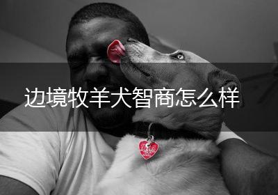 边境牧羊犬智商怎么样