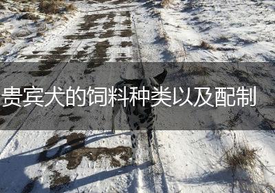 贵宾犬的饲料种类以及配制