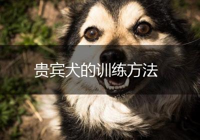 贵宾犬的训练方法